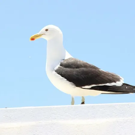 Casa Do Mar -sea House Ναζαρέ